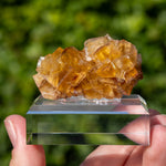 Fluorite Bergmännisch Glück Frohnau