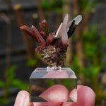 Epidoot Kwarts | Peru mineraal | Minerals by Mike & Isis