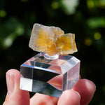 Fluoriet La Barre | Blauw Geel Fluoriet | Minerals by Mike & Isis