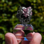 rhodochrosiet potosi mexico