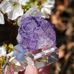 Fluoriet El Tule | Mexicaanse fluoriet | Minerals by Mike & Isis