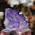 Fluoriet El Tule | Mexicaanse fluoriet | Minerals by Mike & Isis