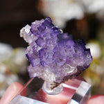 Fluoriet El Tule | Fluoriet met calciet | Minerals by Mike & Isis