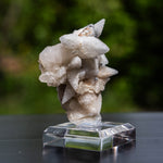 Calciet uit Bulgarije #2