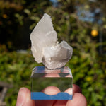 Calciet uit Bulgarije #1