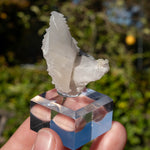 Calciet uit Bulgarije #1