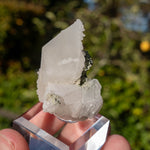Calciet uit Bulgarije #1