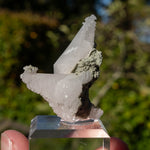Calciet uit Bulgarije #1