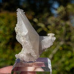 Calciet uit Bulgarije #1