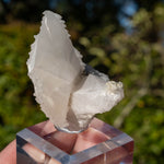 Calciet uit Bulgarije #1