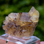 Fluorite Bergmännisch Glück Frohnau